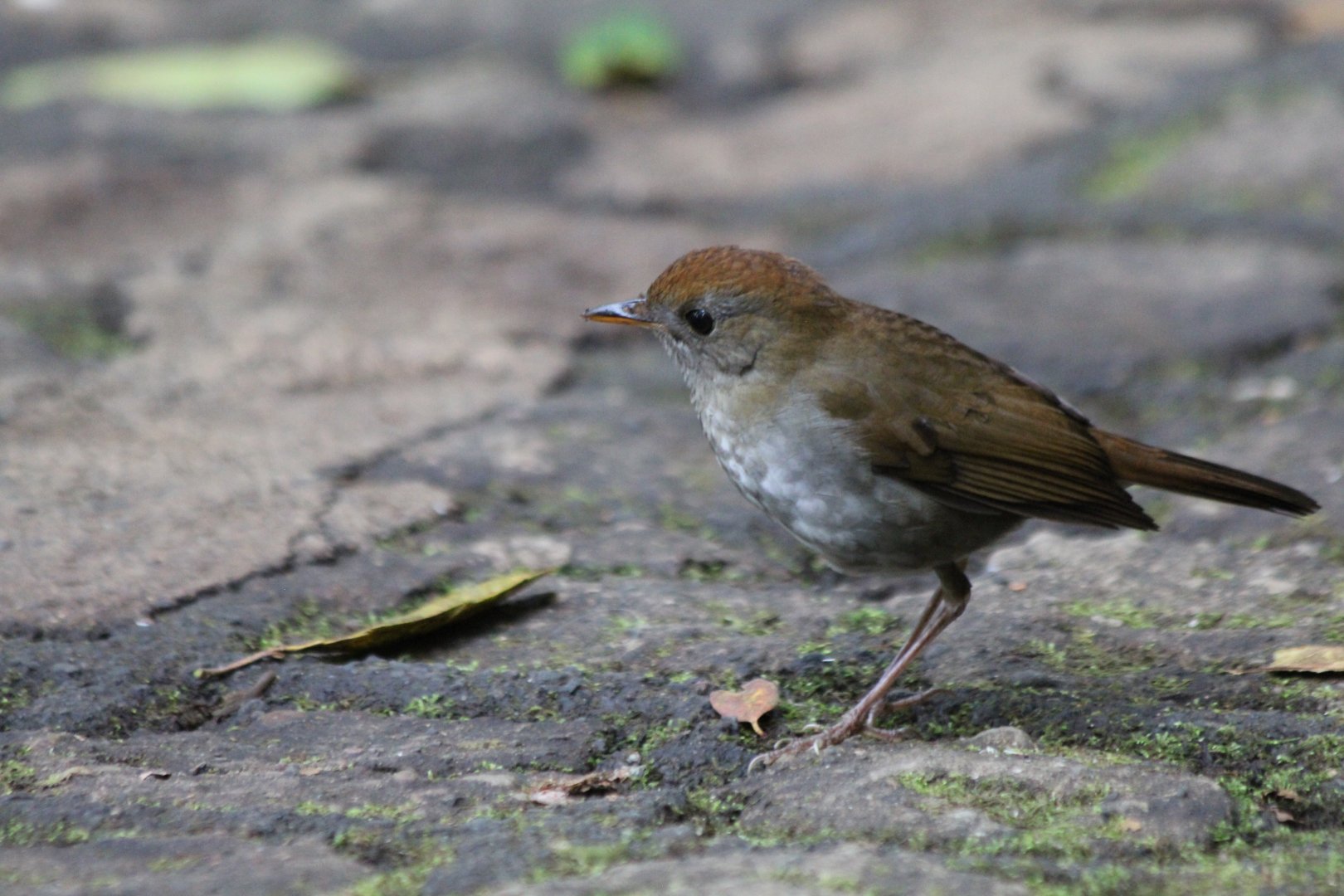 Ruddy-capped Nightingale-Thrush - Mar 2019