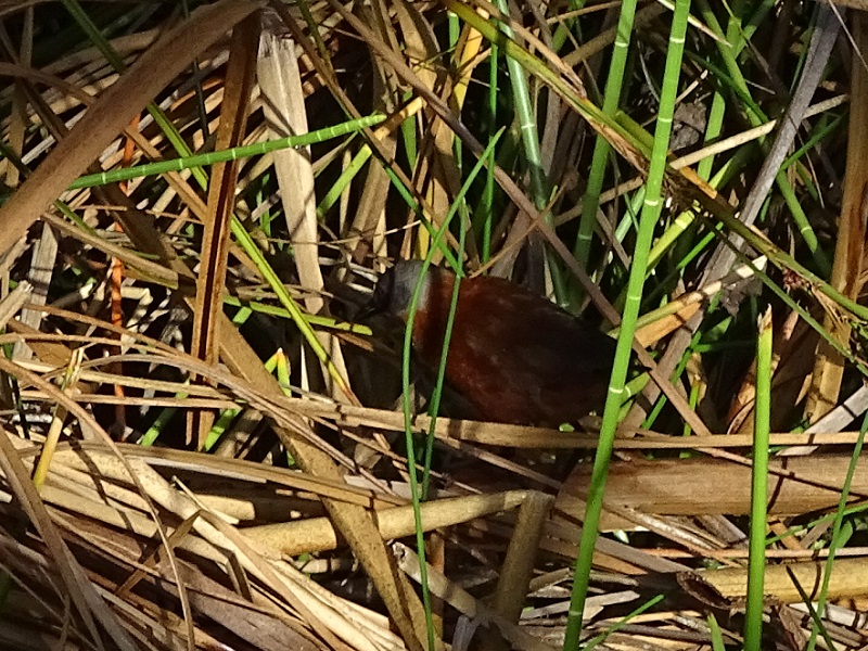 Ruddy crake (Laterallus ruber)
