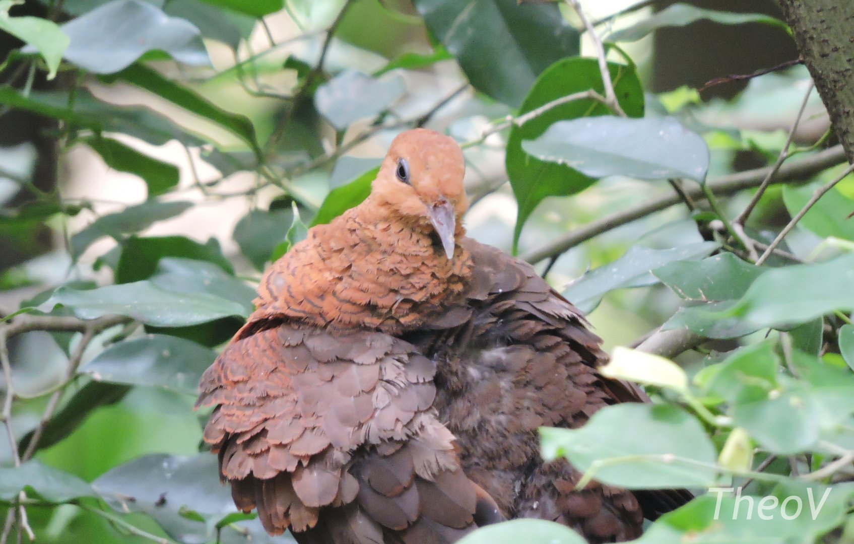 Ruddy cuckoo-dove [2016]