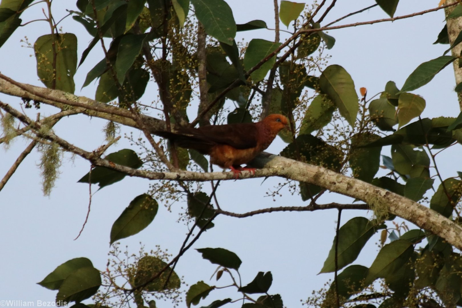 Ruddy Cuckoo-dove - Crocker Range