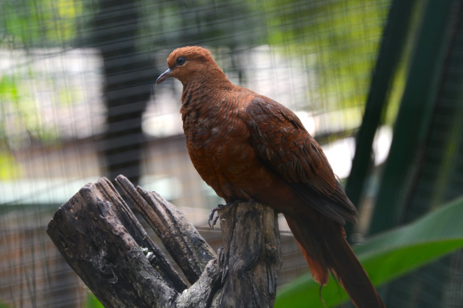 Ruddy cuckoo-dove (Macropygia emiliana emiliana)