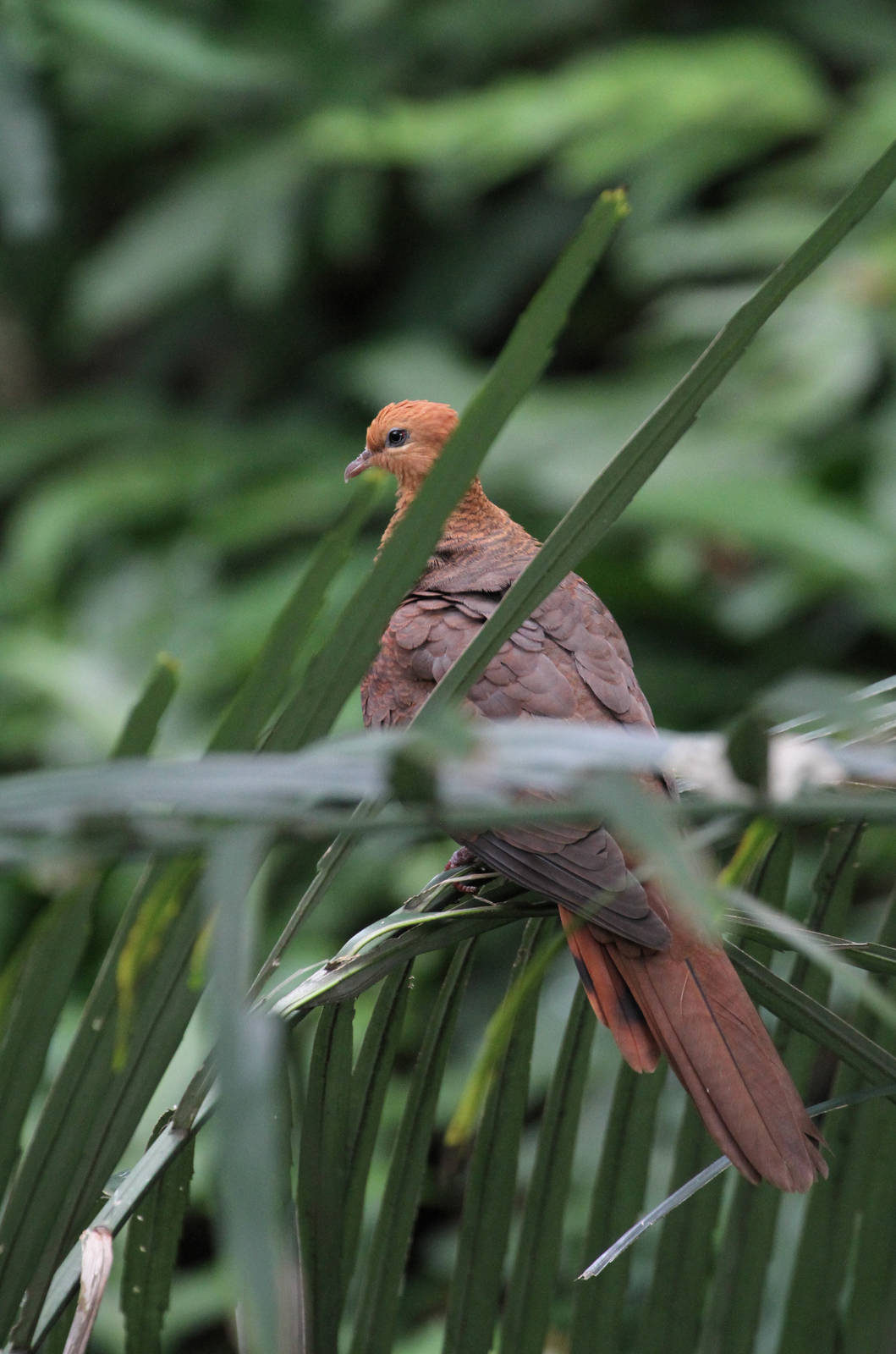 Ruddy Cuckoo-Dove?
