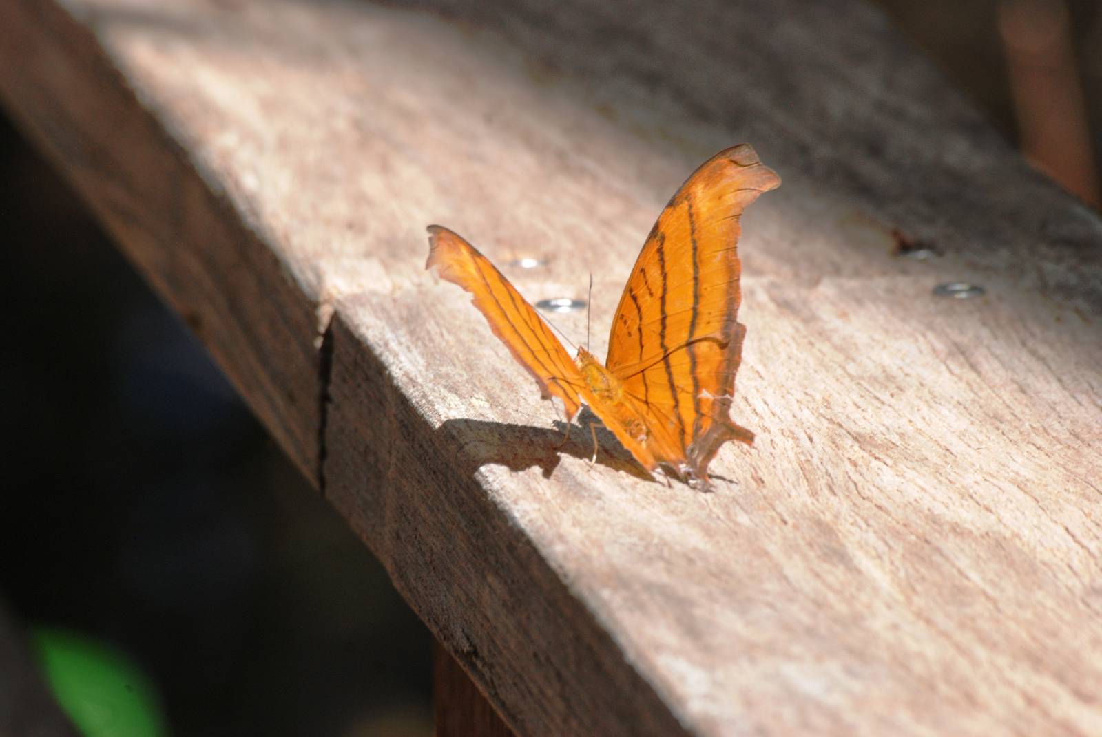 Ruddy Daggerwing, Corkscrew Swamp Sanctuary, October 2013