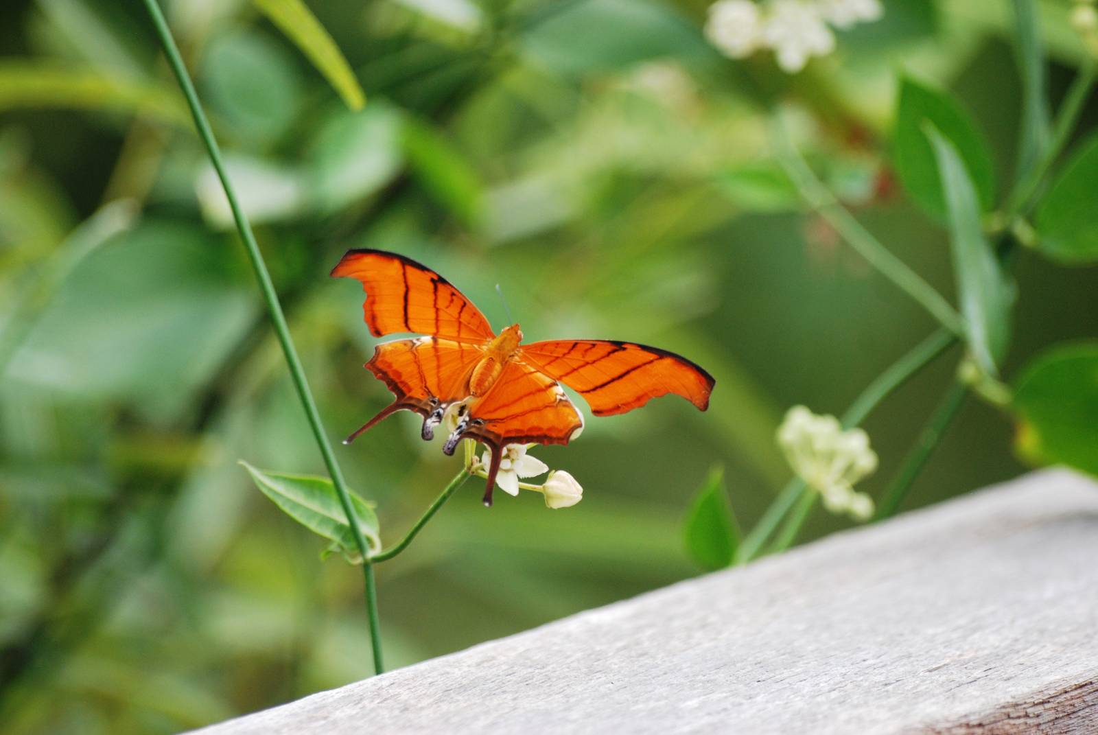 Ruddy Daggerwing, Corkscrew Swamp Sanctuary, October 2013