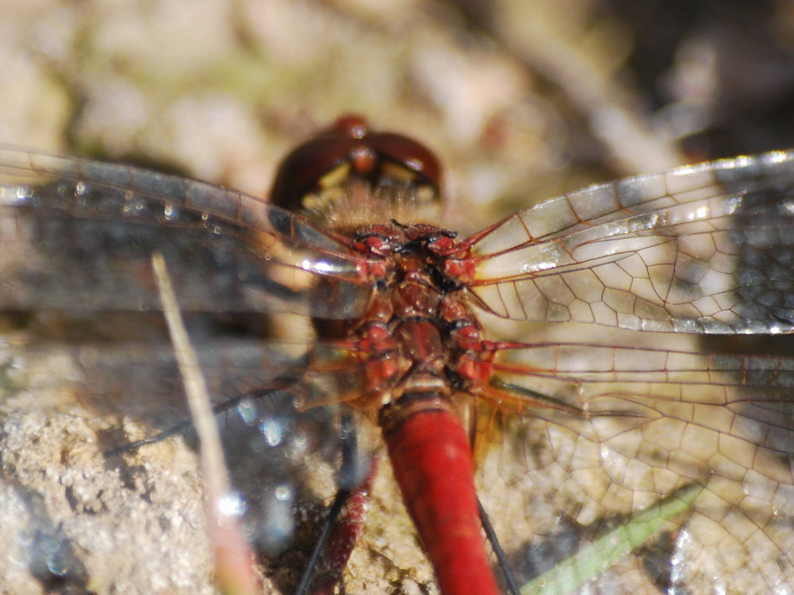 Ruddy darter dragonfly detail