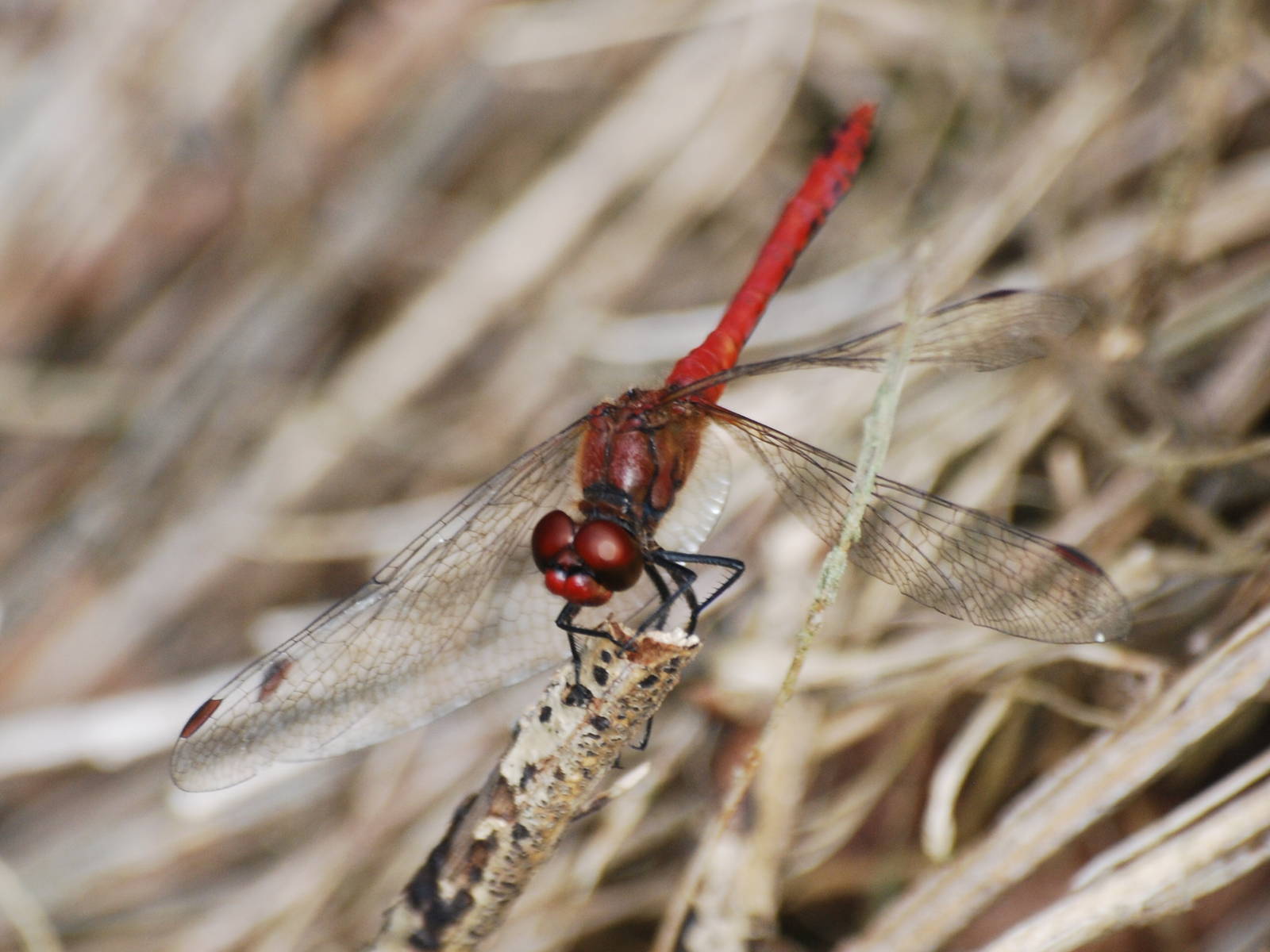 Ruddy darter dragonfly