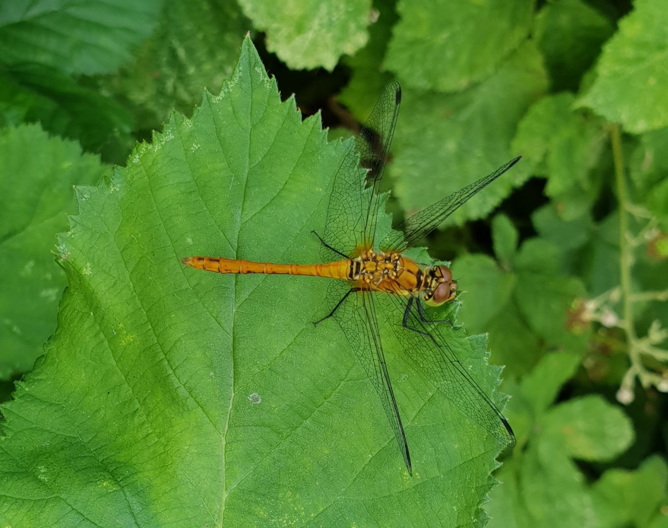 Ruddy darter - Sympetrum sanguineum - male ( still not fully colored )