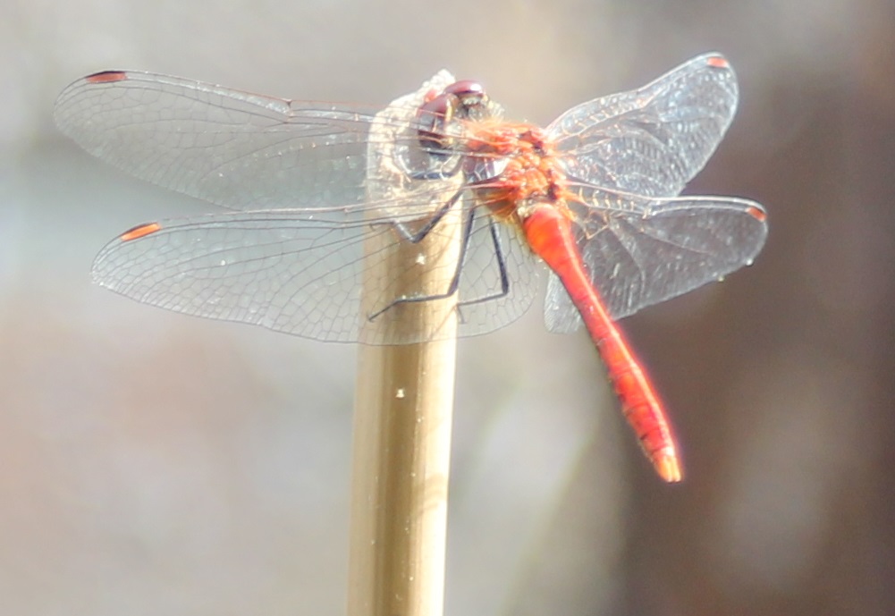 Ruddy darter - Sympetrum sanguineum