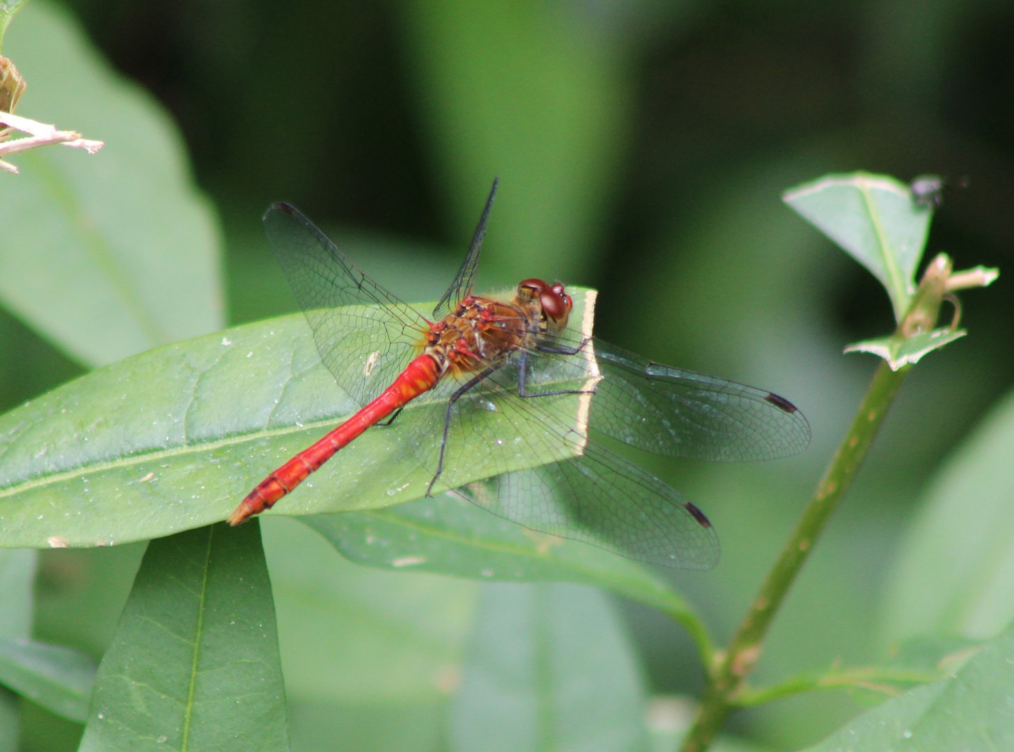 Ruddy darter - Sympetrum sanguineum