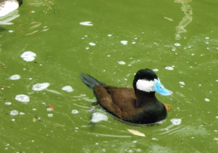 ruddy duck 2010