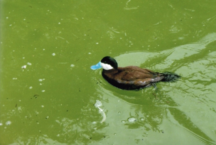 ruddy duck 2010