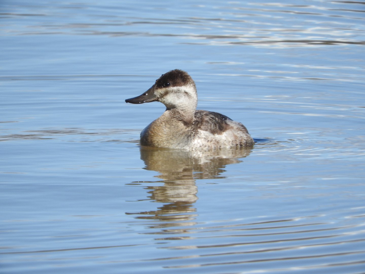Ruddy Duck female