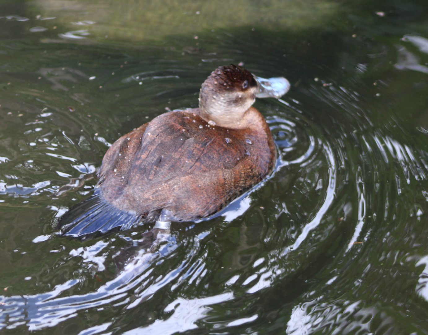 Ruddy duck - female