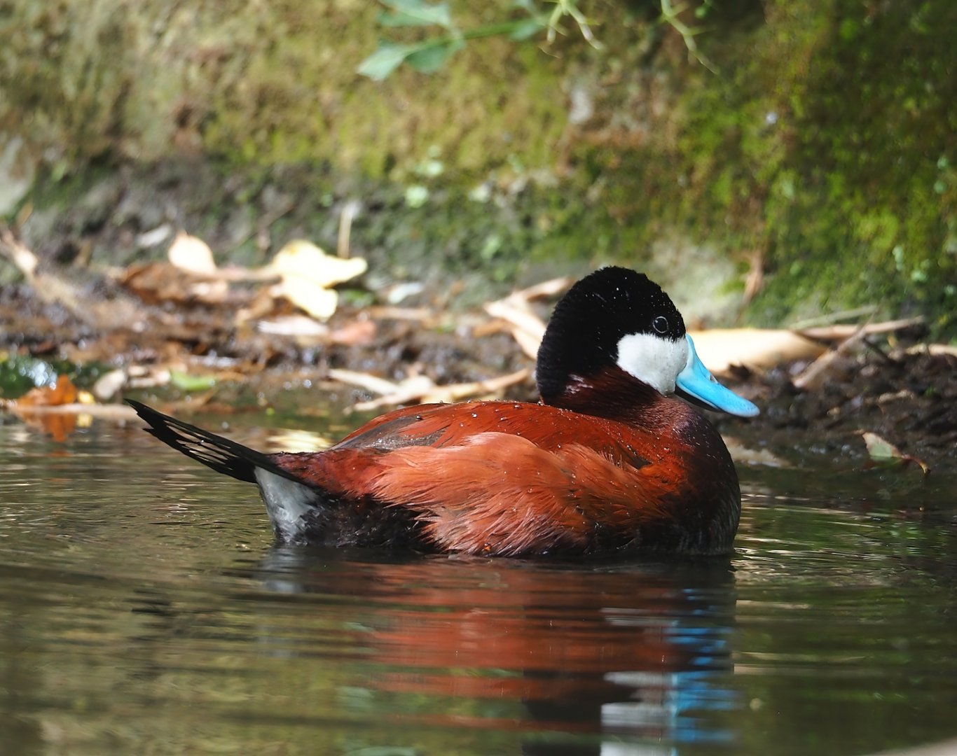 Ruddy duck (Oxyura jamaicensis), 2023-07-18