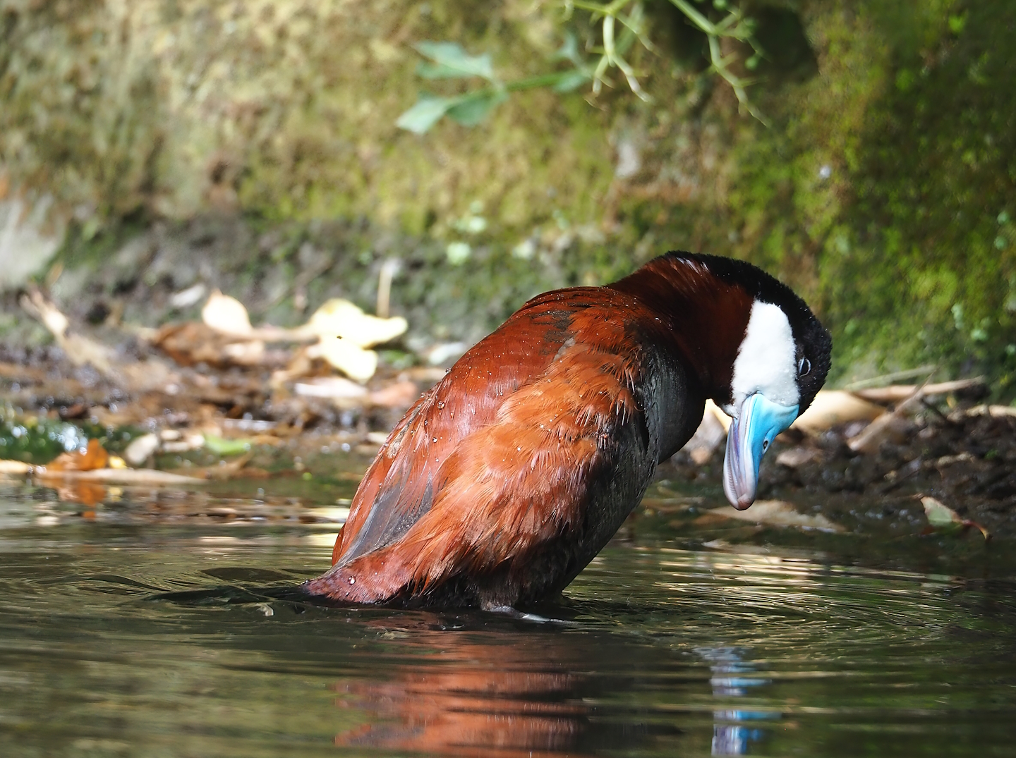 Ruddy duck (Oxyura jamaicensis), 2023-07-18