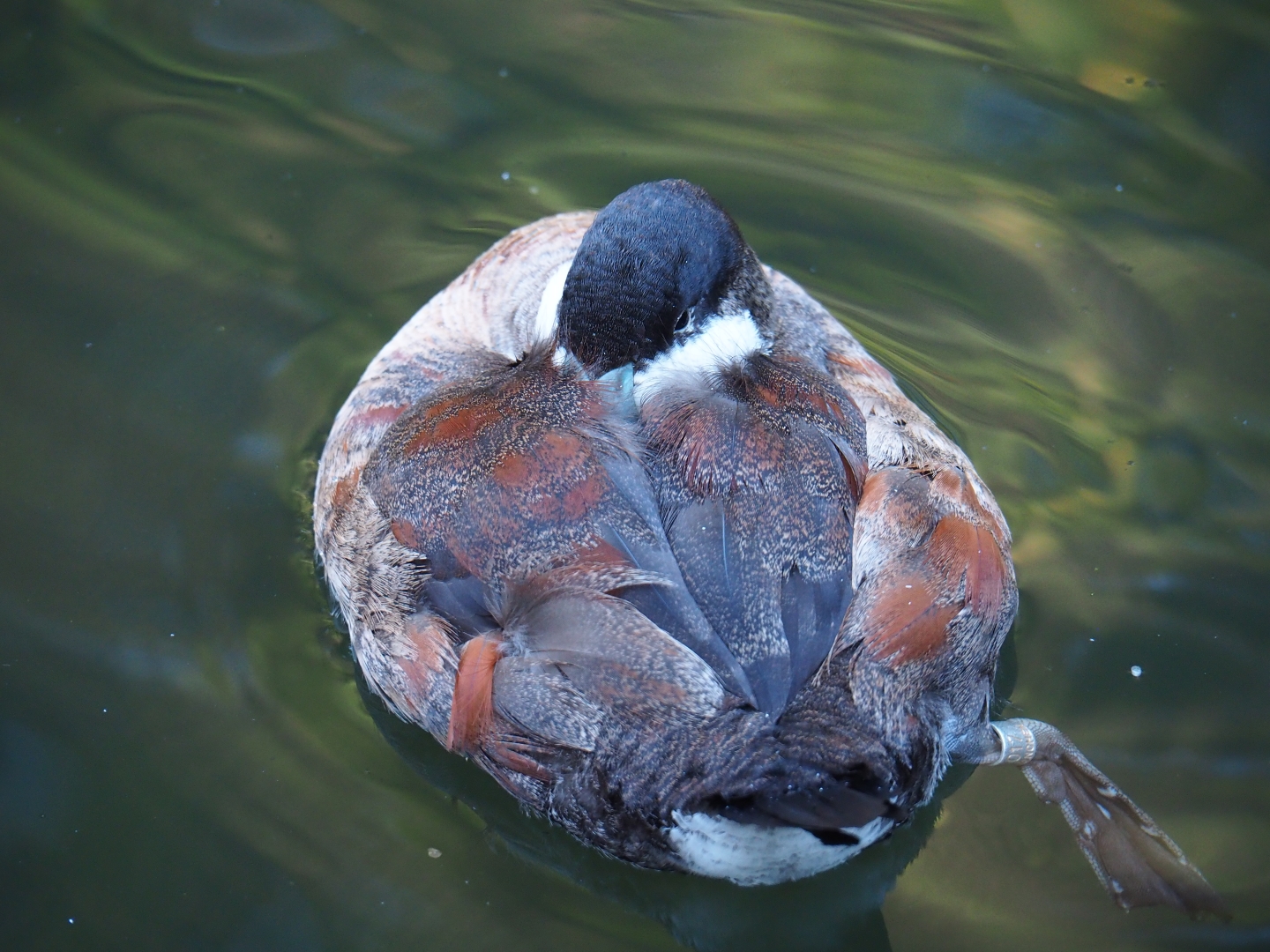 Ruddy duck (Oxyura jamaicensis), Oct 13th, 2018