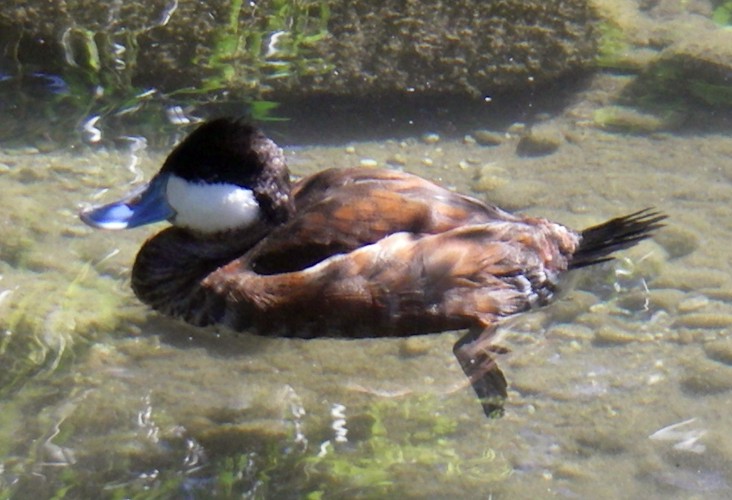 Ruddy Duck (Oxyura jamaicensis)
