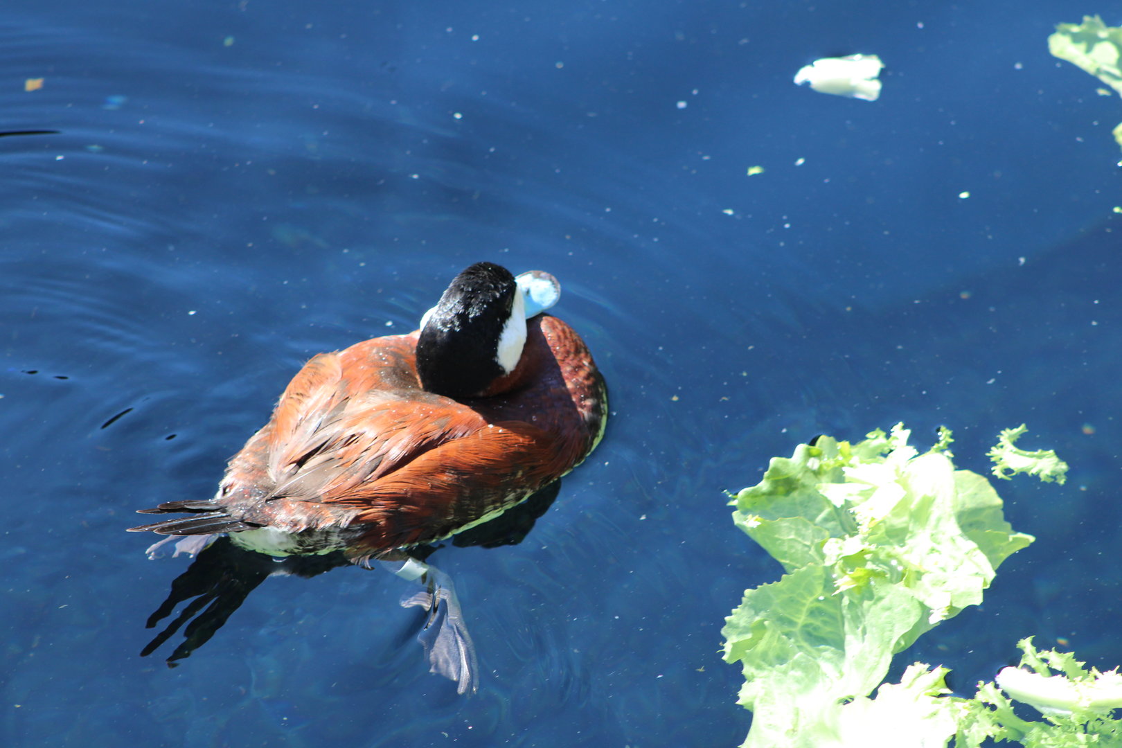 Ruddy Duck (Oxyura jamaicensis)