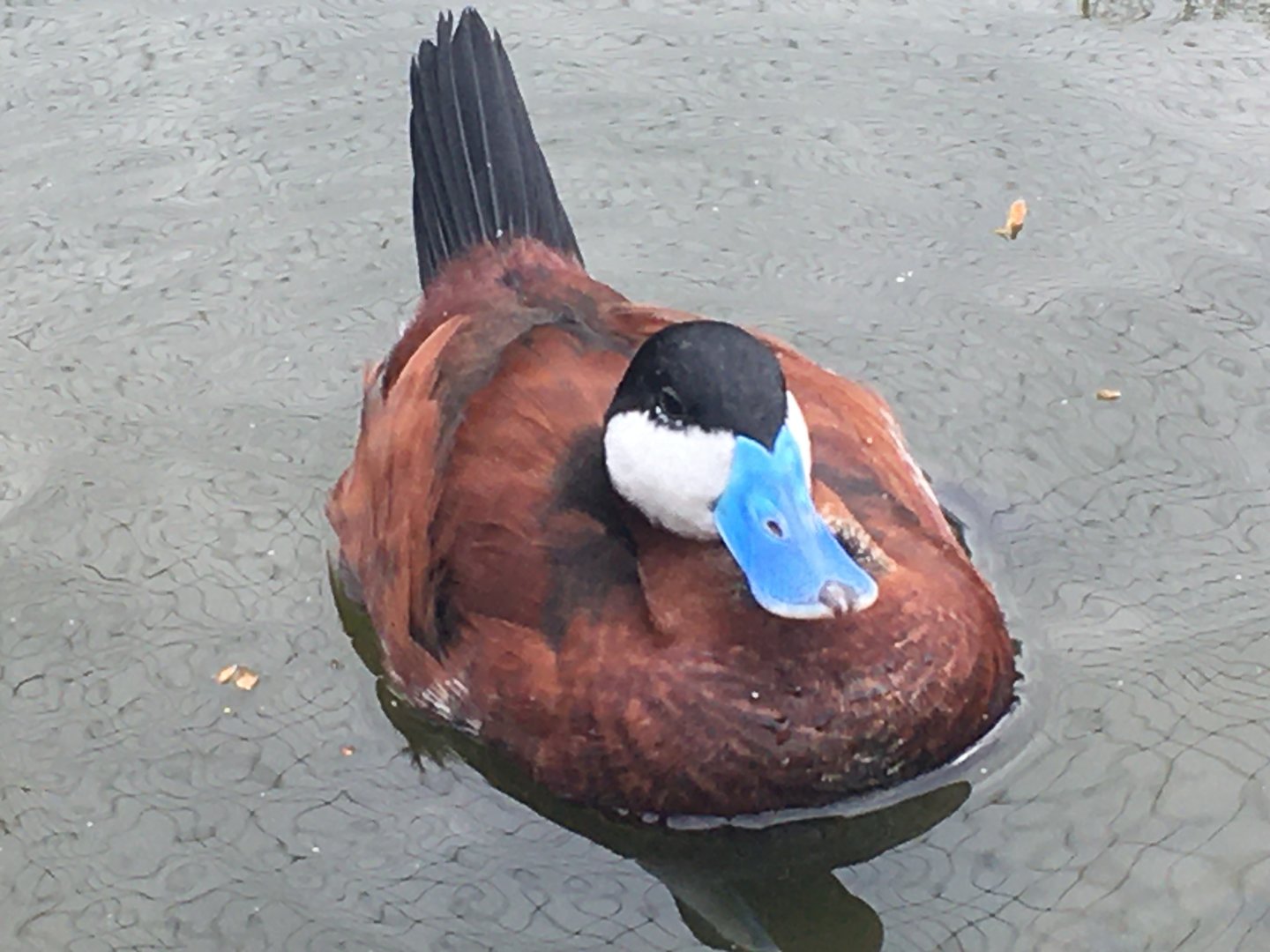 Ruddy Duck (Oxyura jamaicensis)
