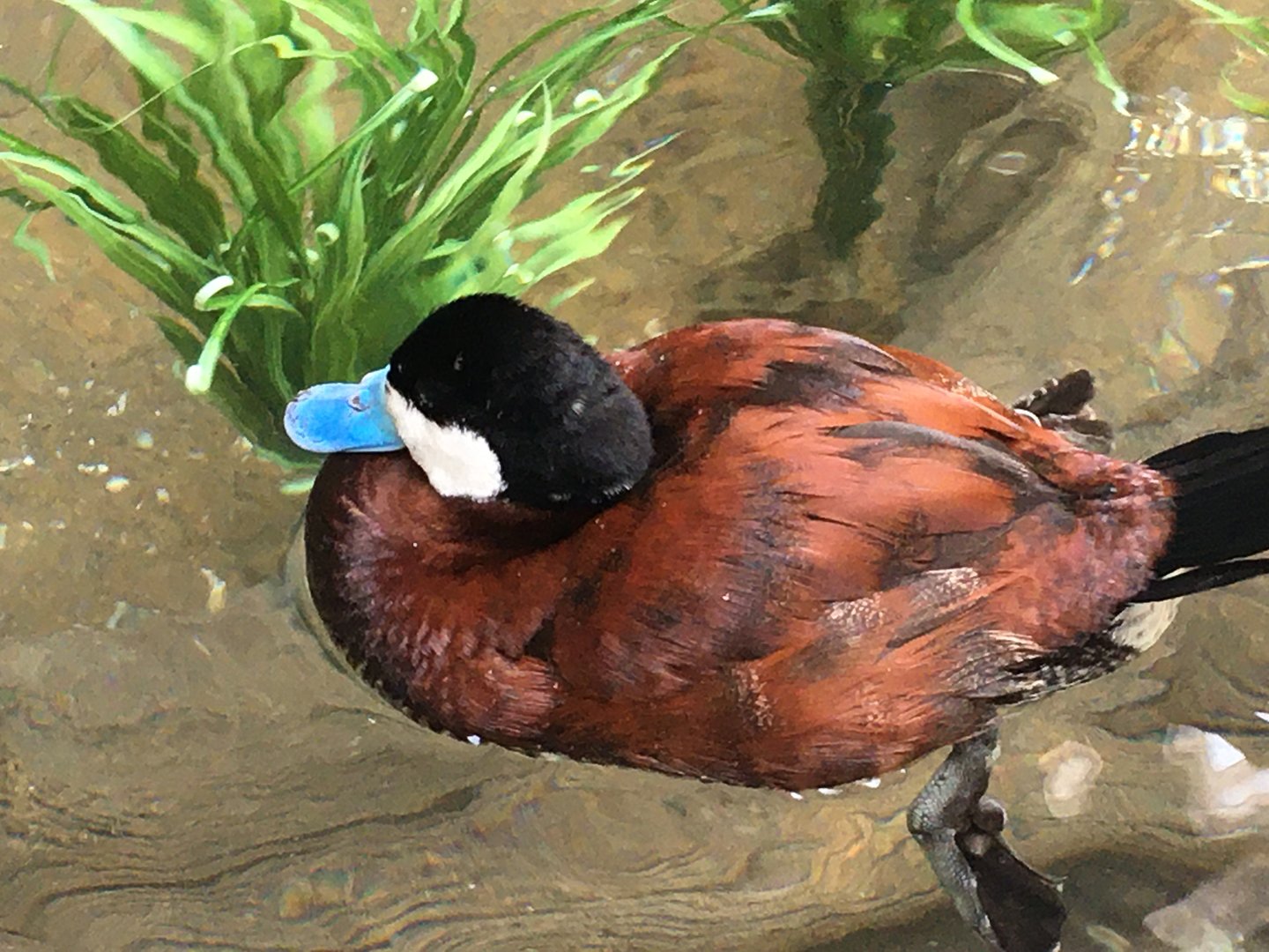 Ruddy Duck (Oxyura jamaicensis)