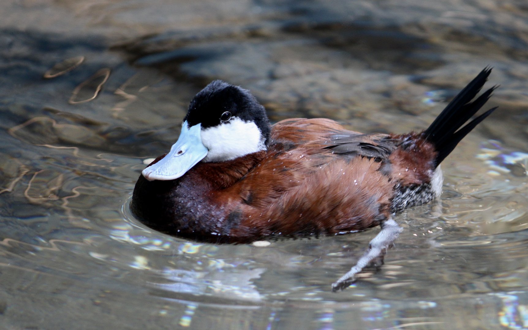 Ruddy Duck (Oxyura jamaicensis)