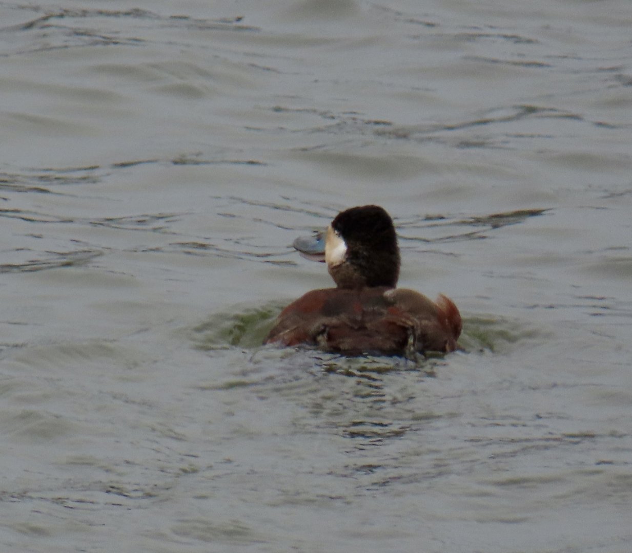 Ruddy Duck (Oxyura jamaicensis)