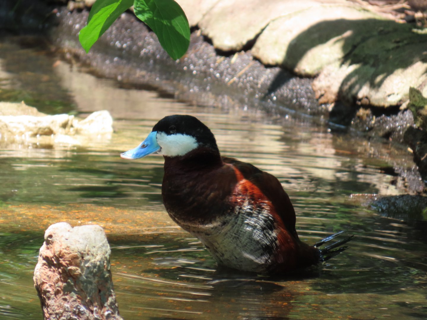 Ruddy Duck (Oxyura jamaicensis)