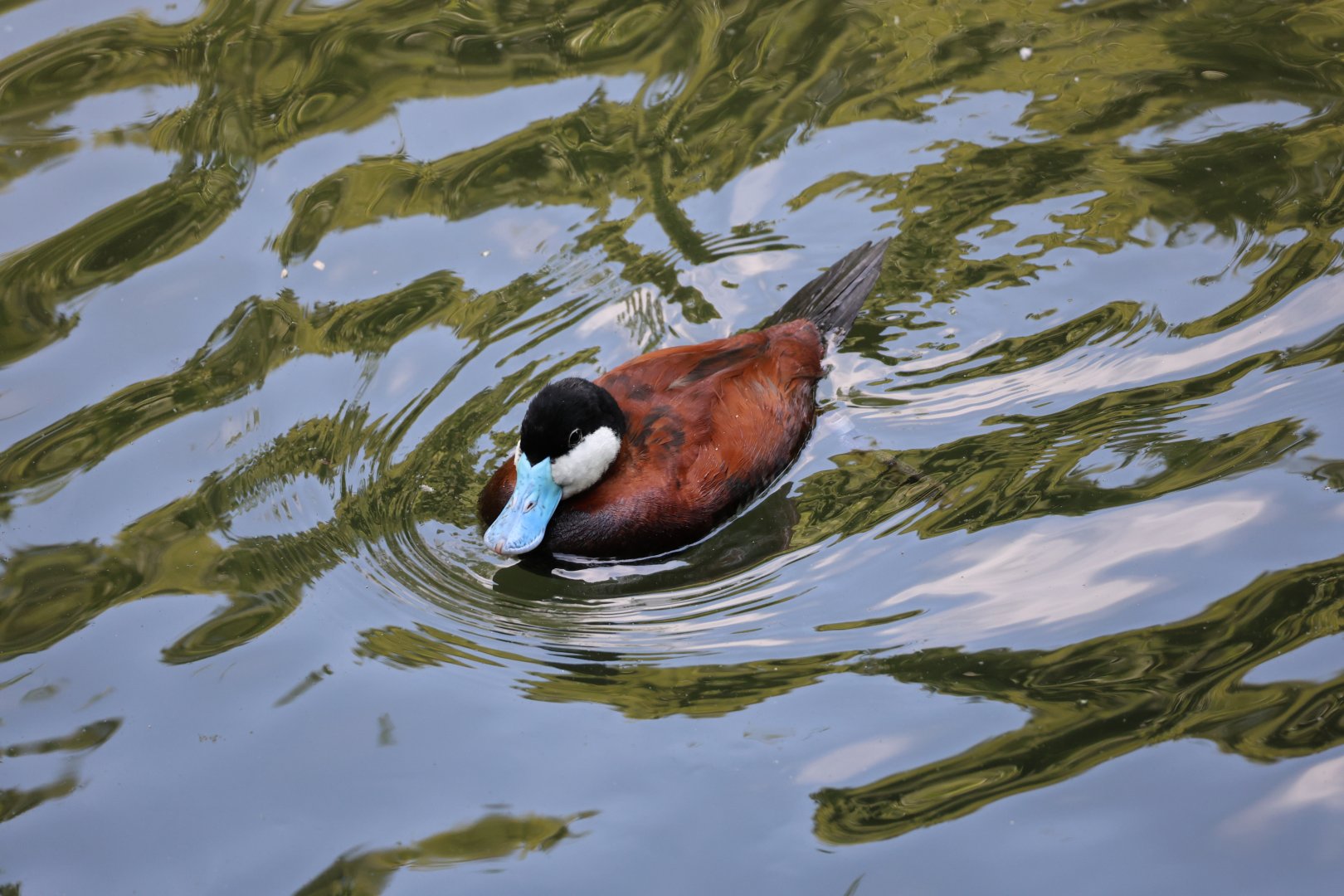 Ruddy duck (Oxyura jamaicensis)