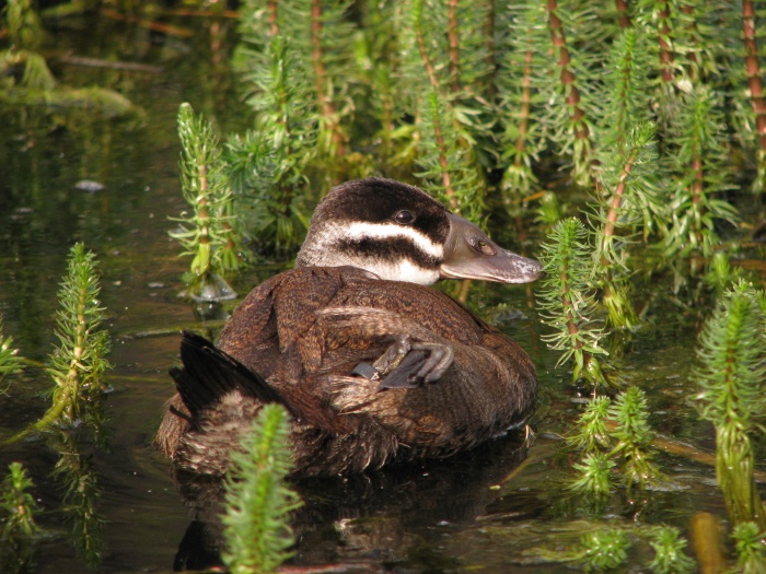 Ruddy duck @ Prague zoo
