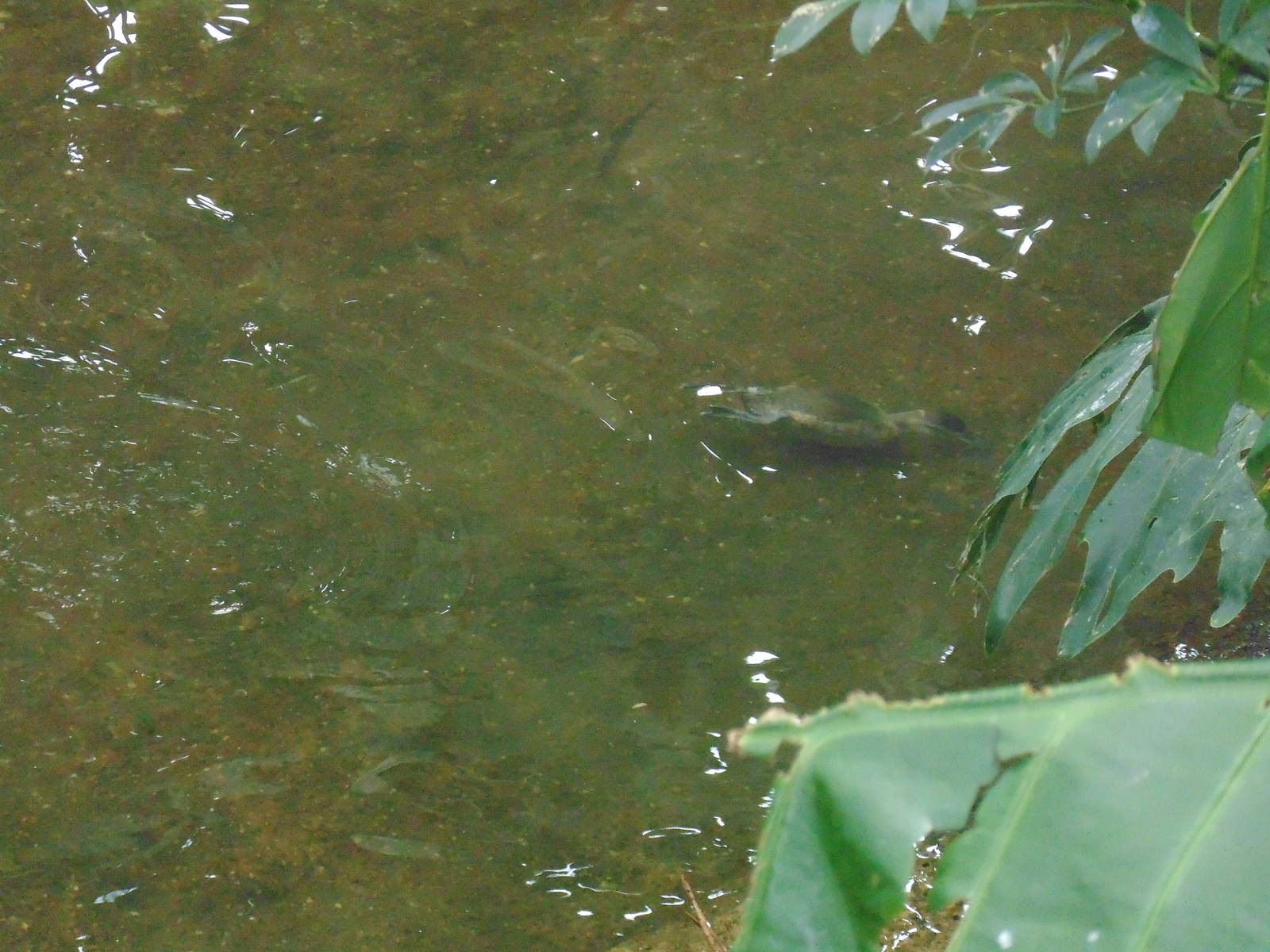 Ruddy Duck Underwater