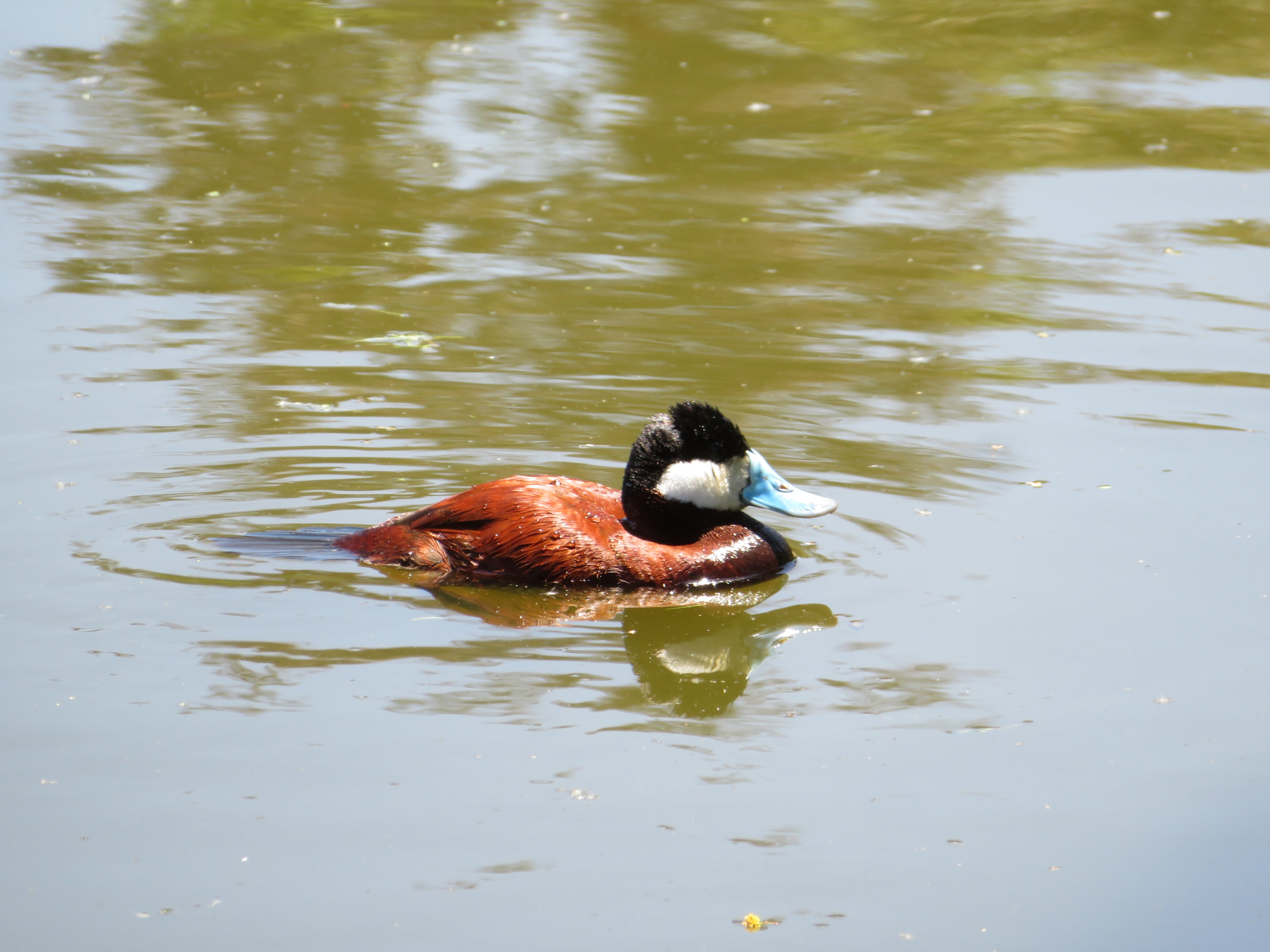 Ruddy Duck (Wild)