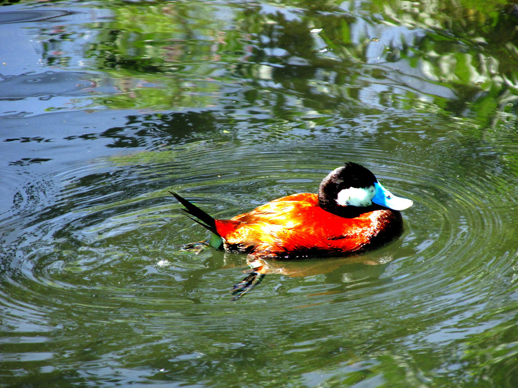 Ruddy Duck