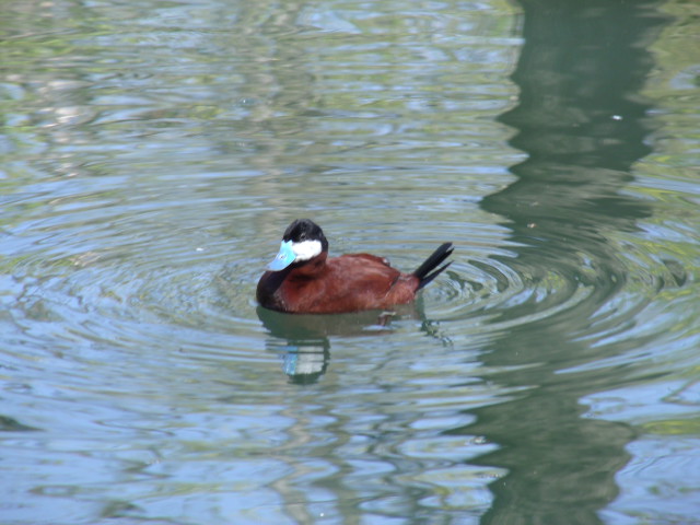 Ruddy Duck