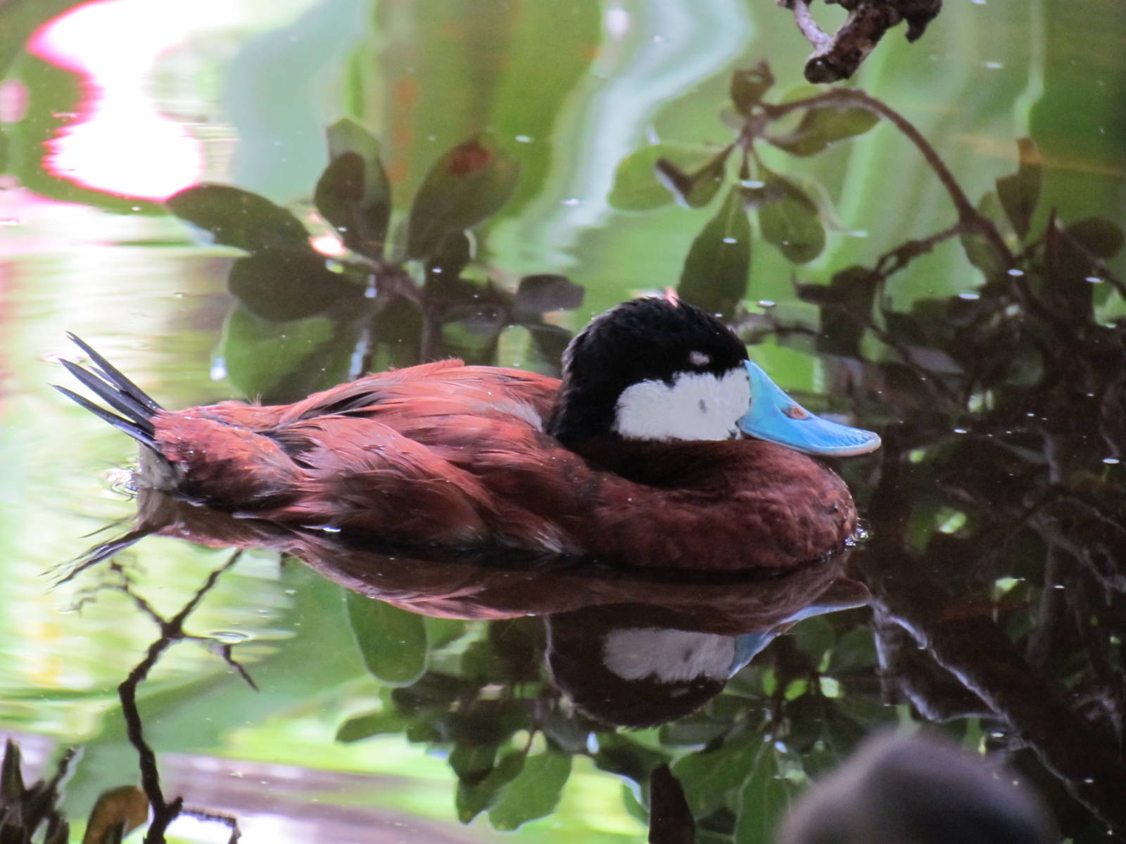 Ruddy Duck