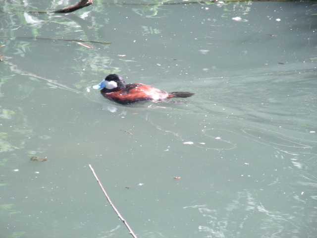 Ruddy Duck