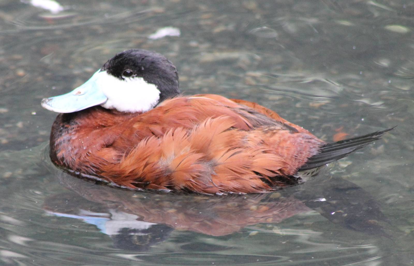 Ruddy duck