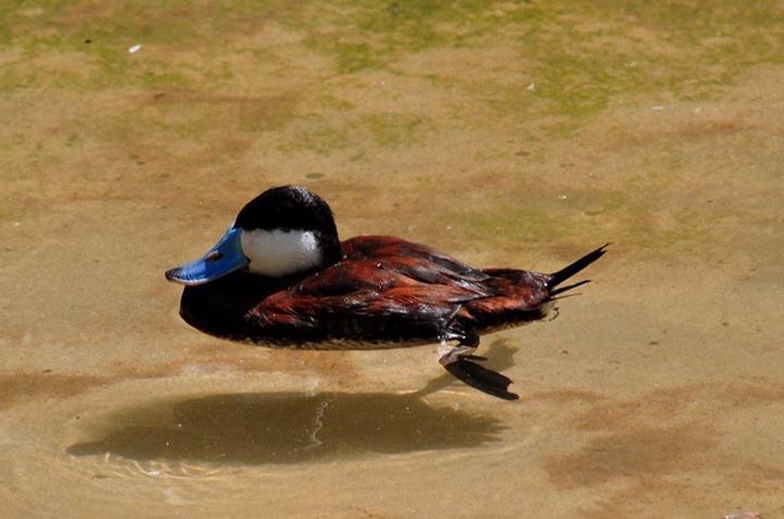 Ruddy Duck