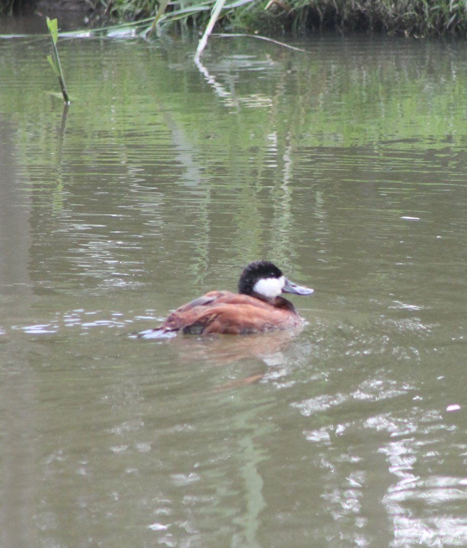 Ruddy duck