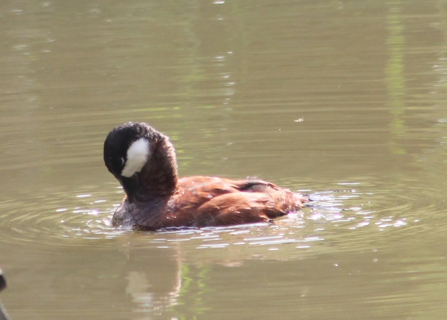 Ruddy duck