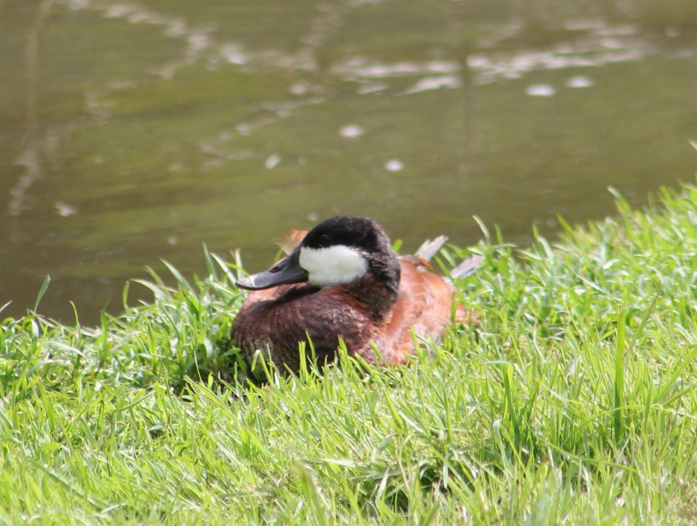 Ruddy duck