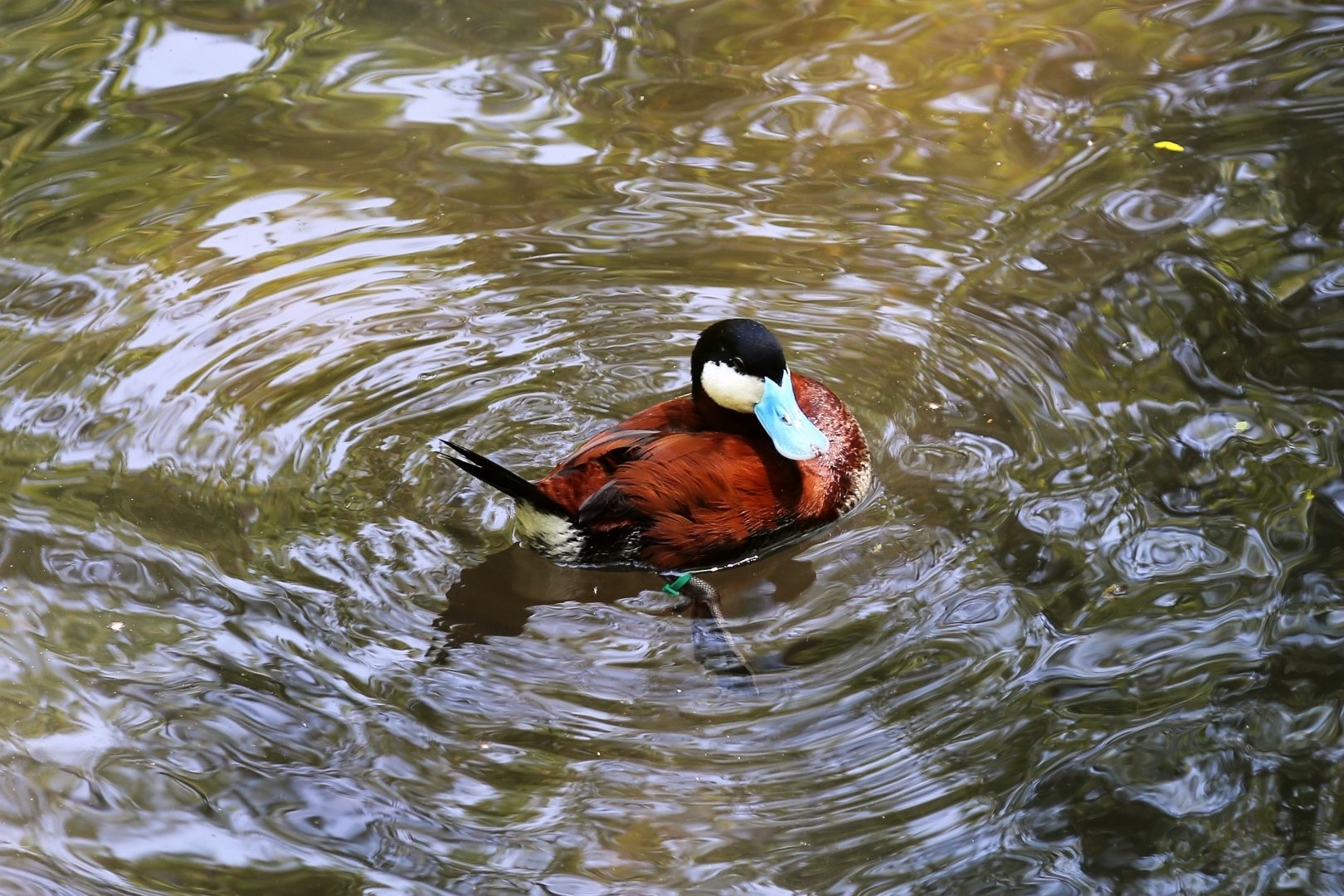 Ruddy Duck