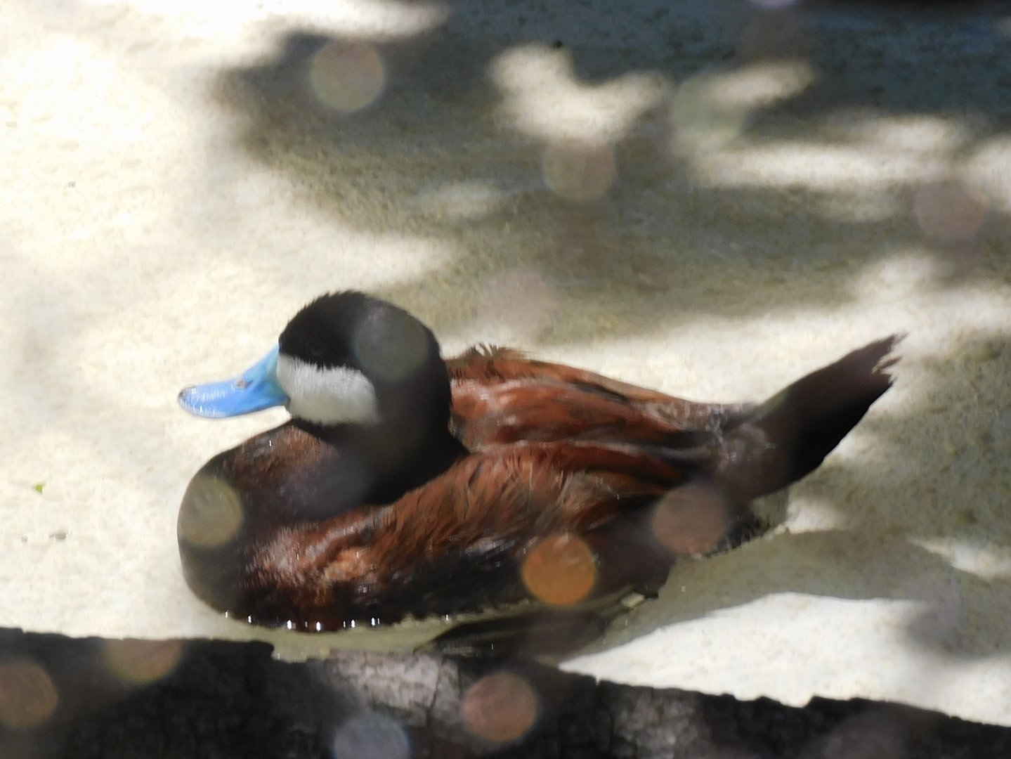 Ruddy duck
