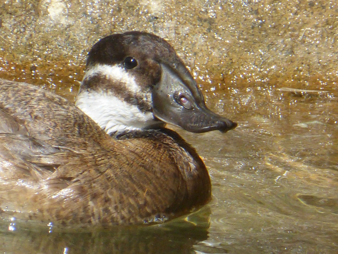 Ruddy duck