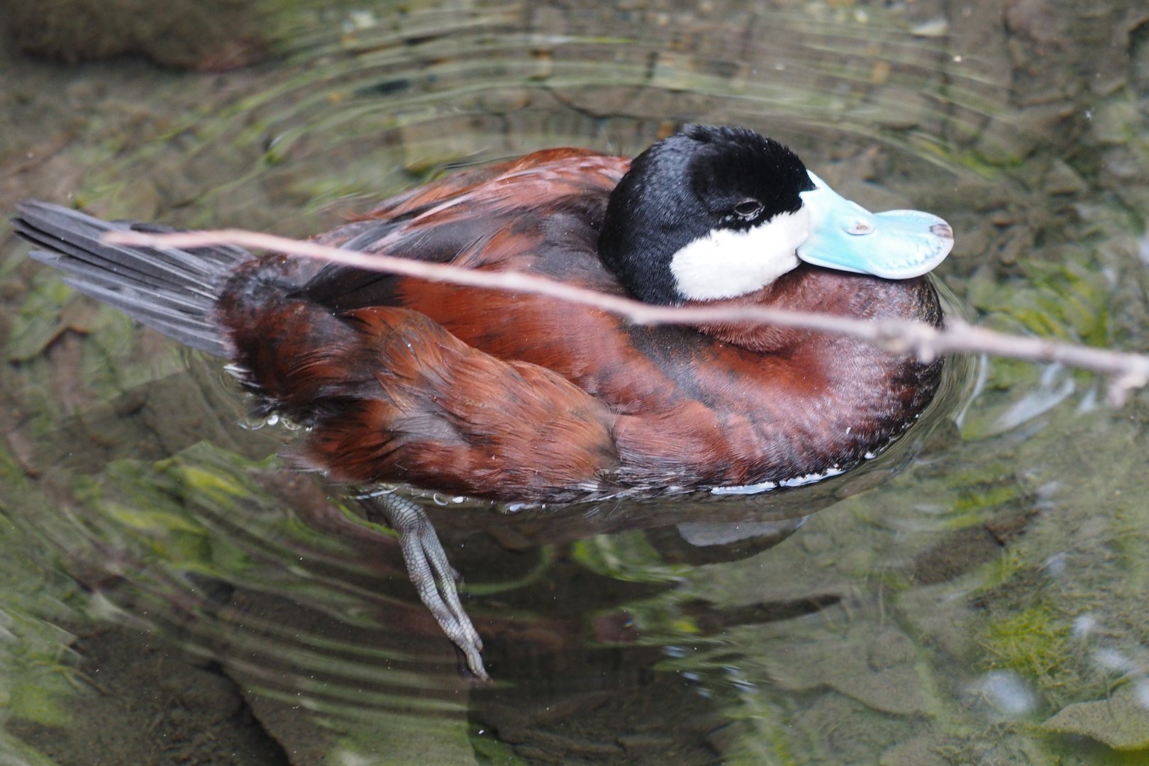 Ruddy duck