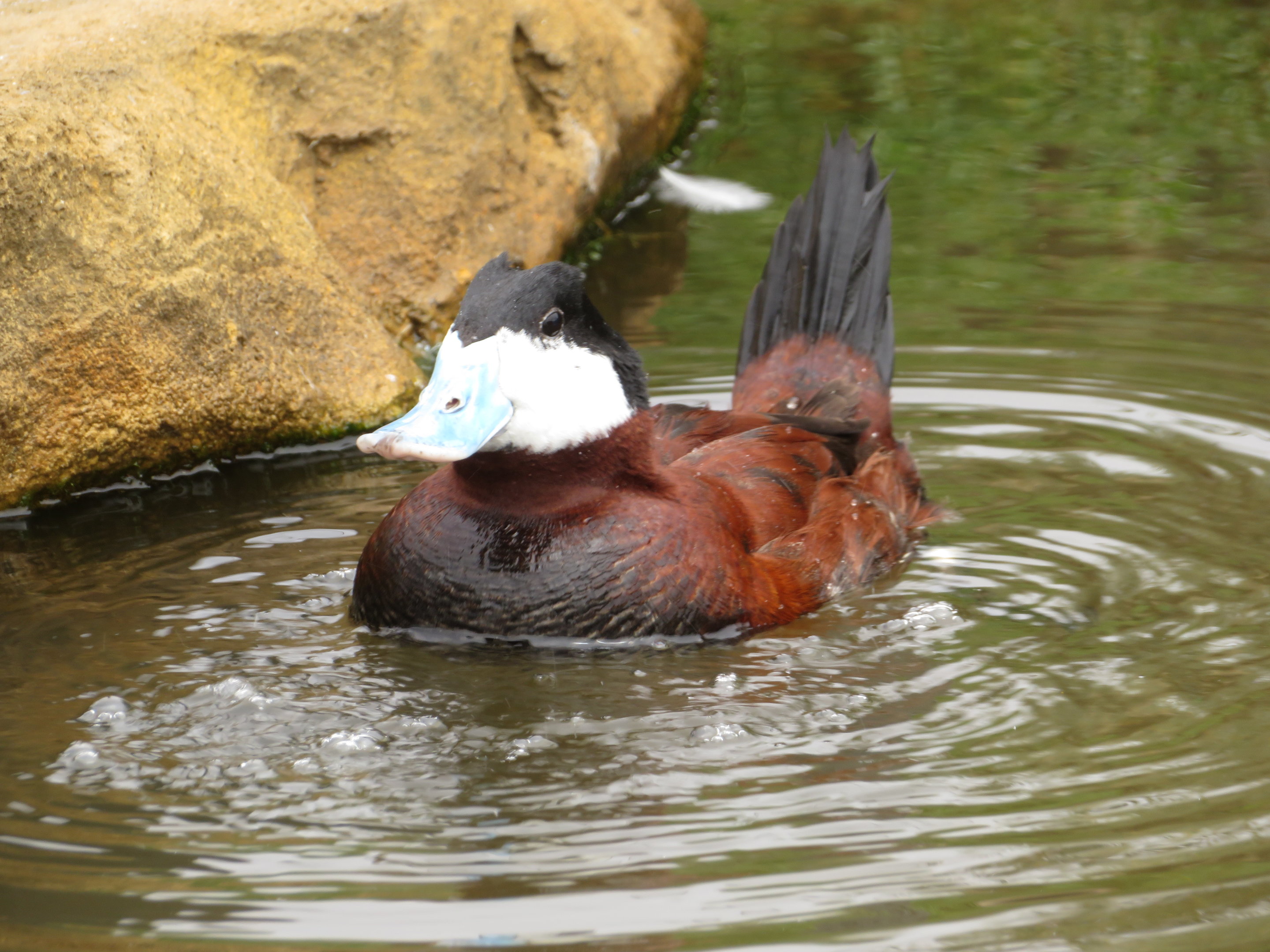 Ruddy Duck