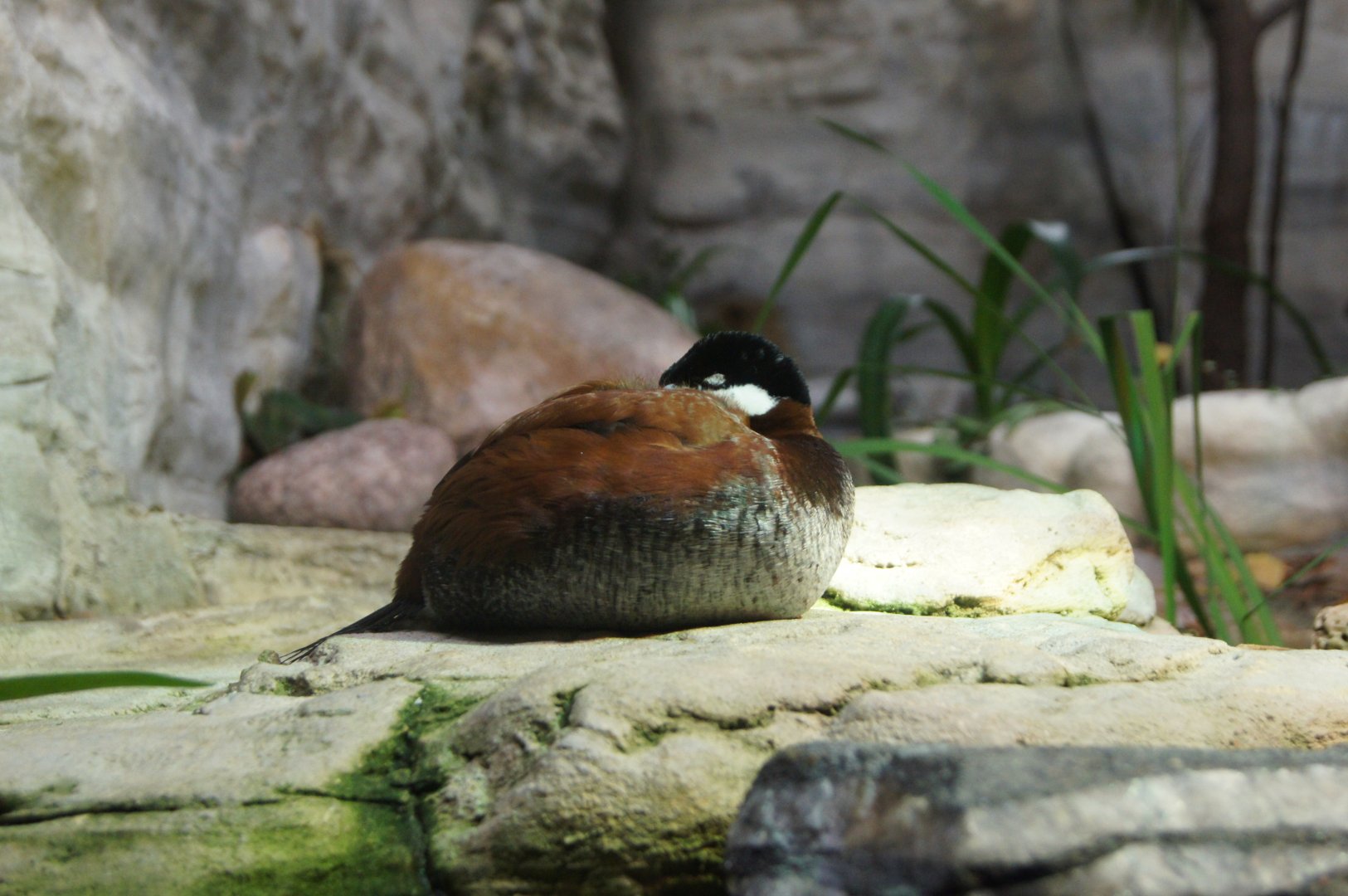 Ruddy Duck