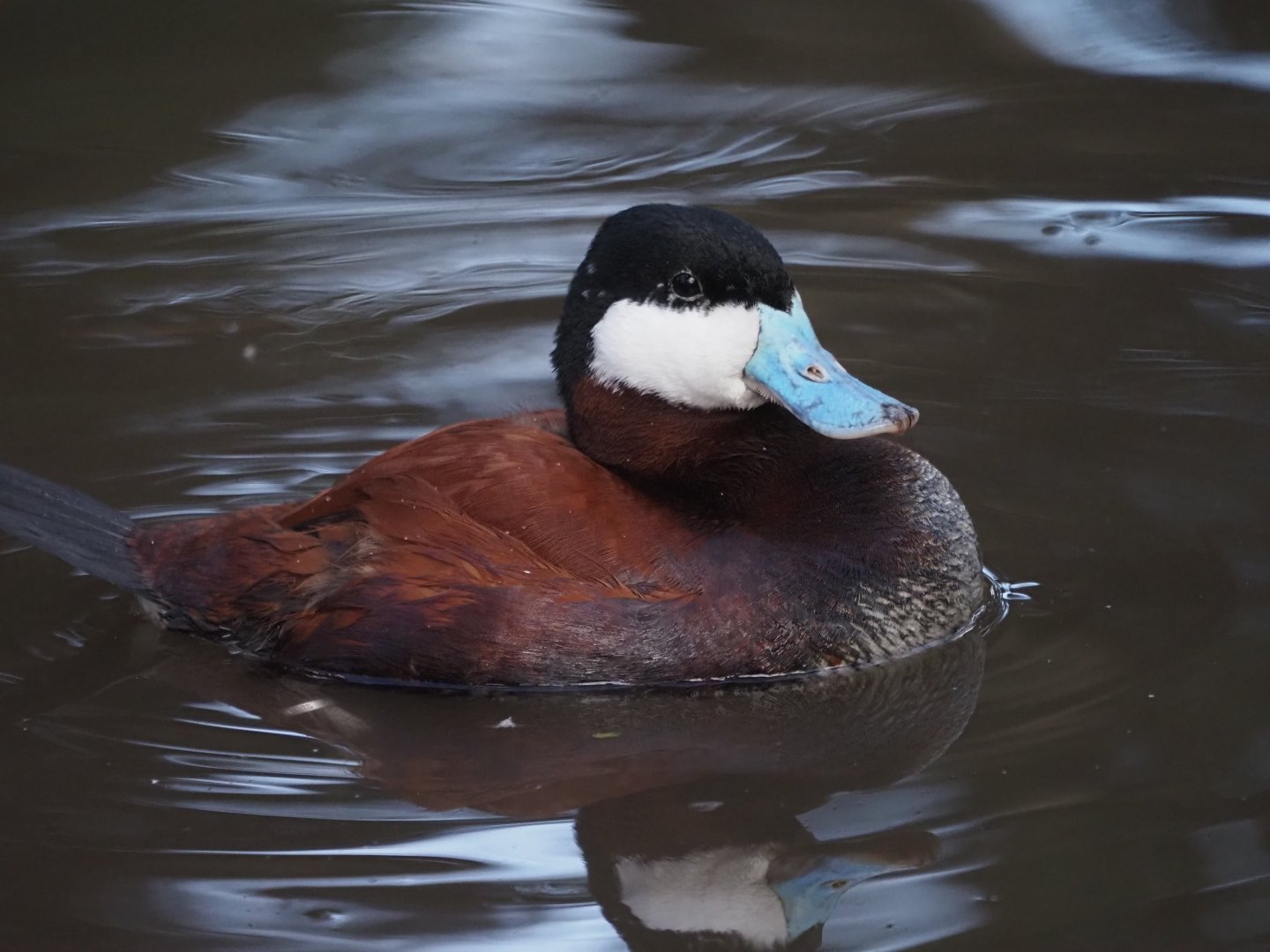 Ruddy Duck