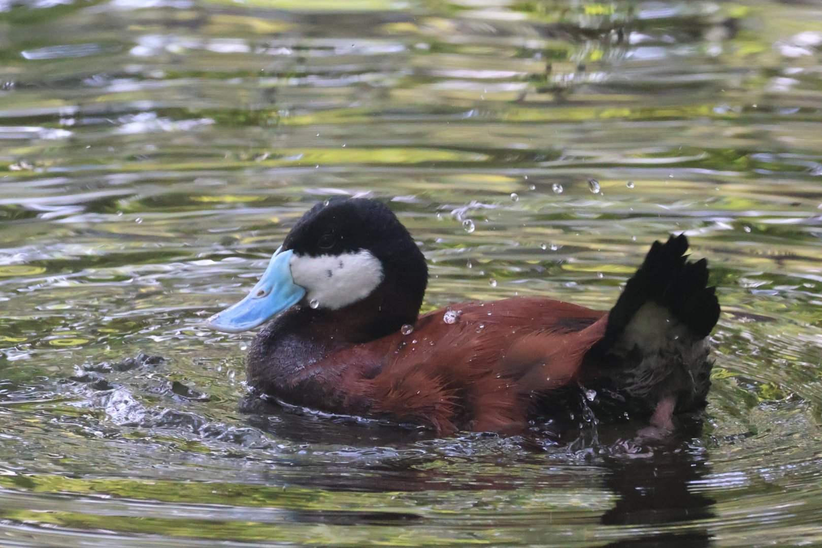 Ruddy duck