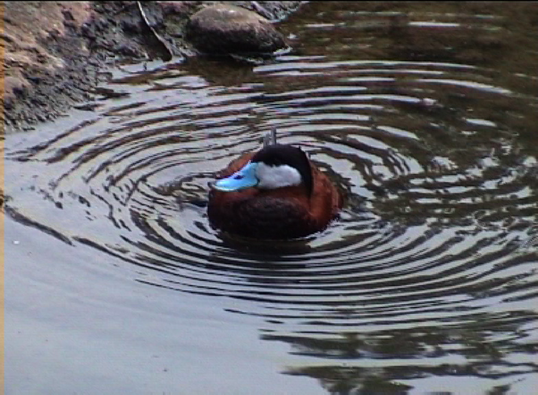Ruddy duck