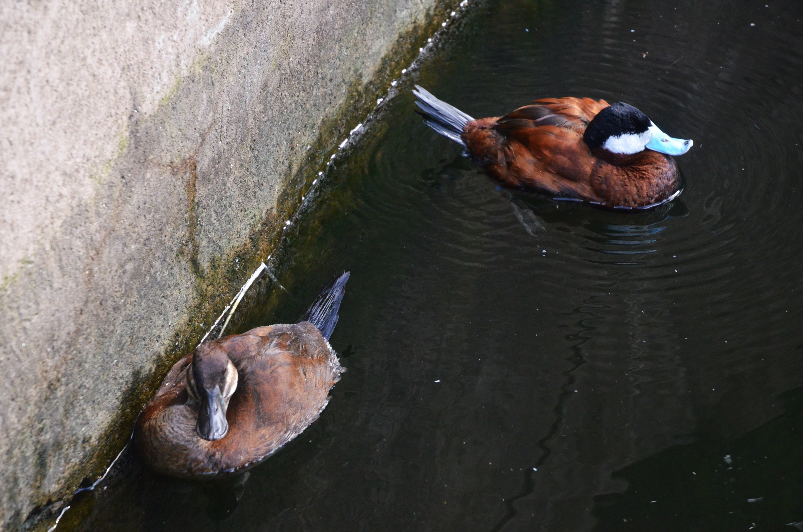 Ruddy Ducks at Biotropica, 16/06/18